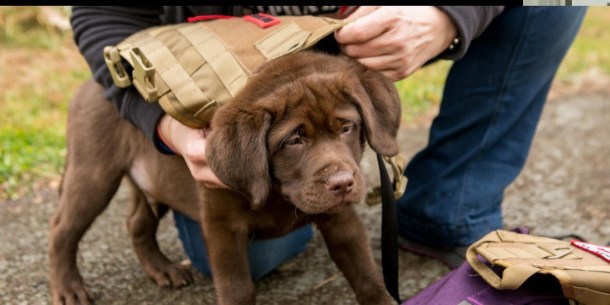 alpha bravo caninie Pic for stuffer